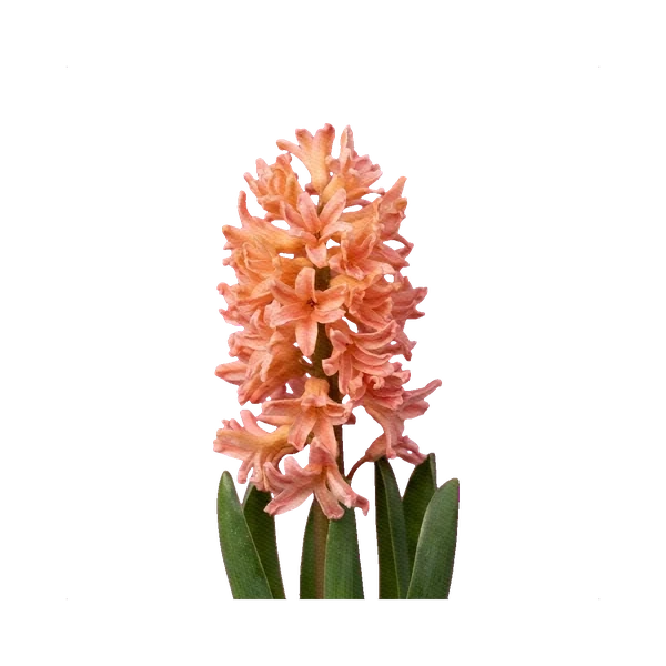 Hyacinth Gypsy Queen