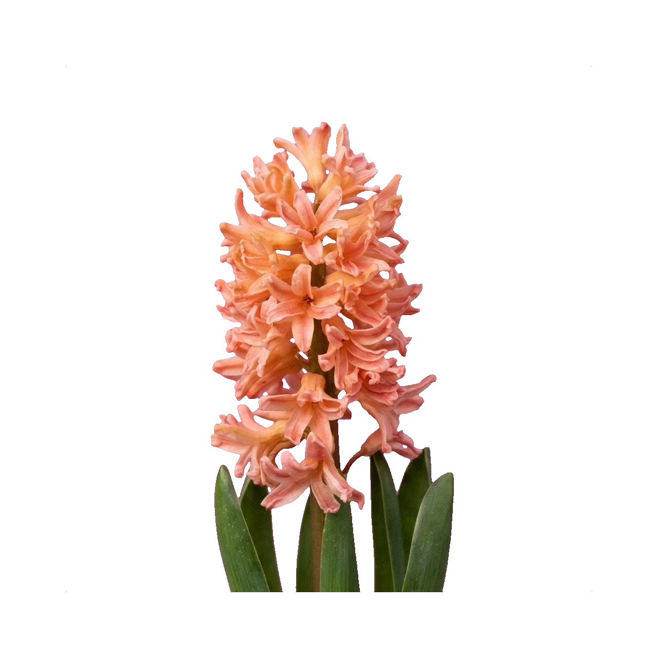Hyacinth Gypsy Queen
