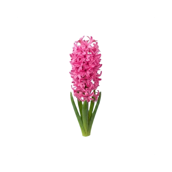 Hyacinth Pink Pearl