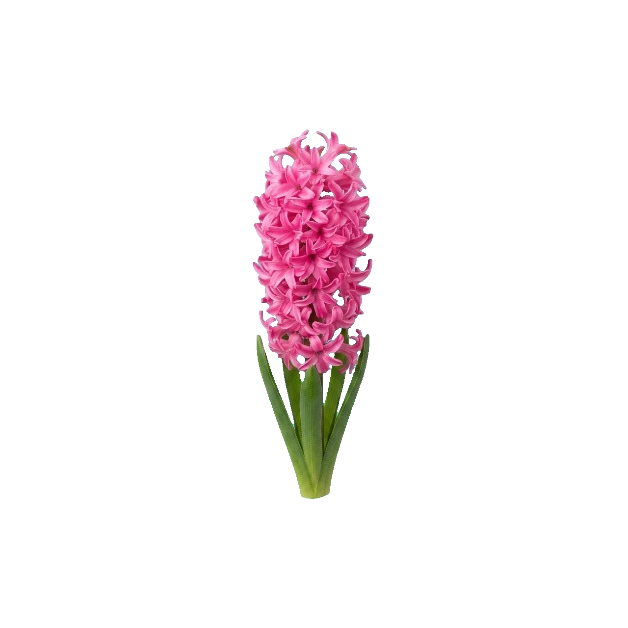 Hyacinth Pink Pearl