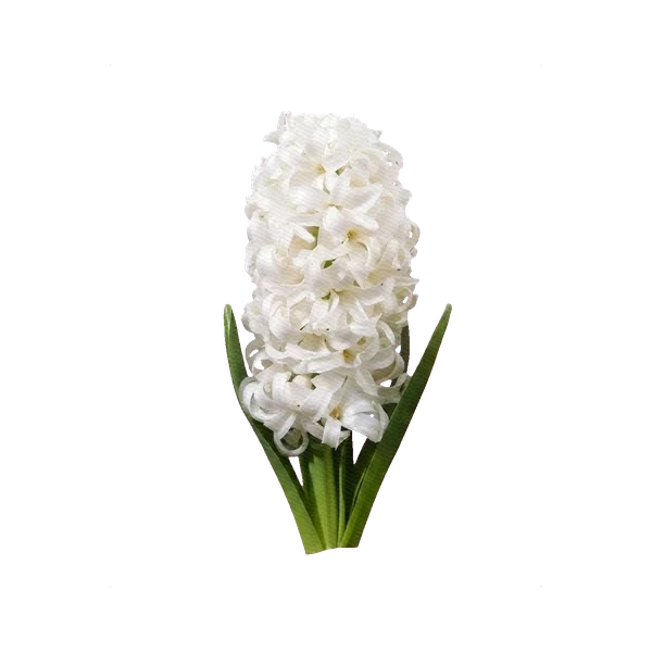 Hyacinth White Pearl