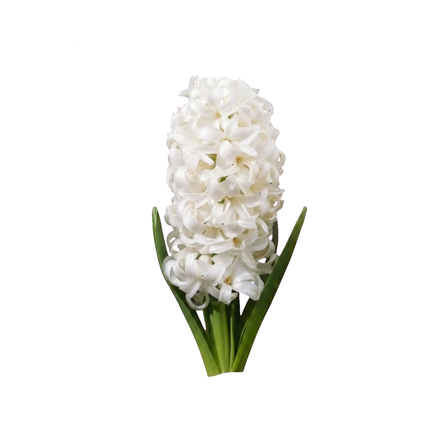 Hyacinth White Pearl