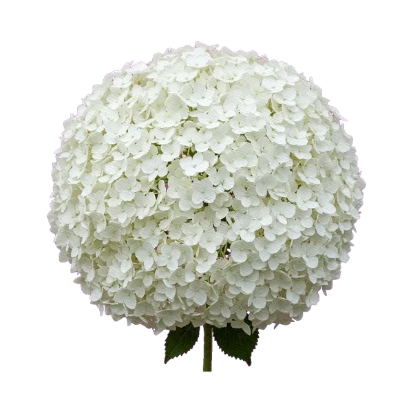 Hydrangea Annabelle