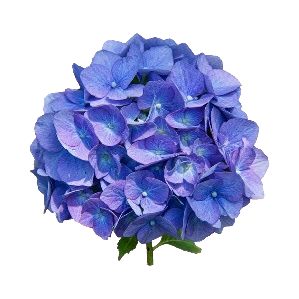 Hydrangea blue