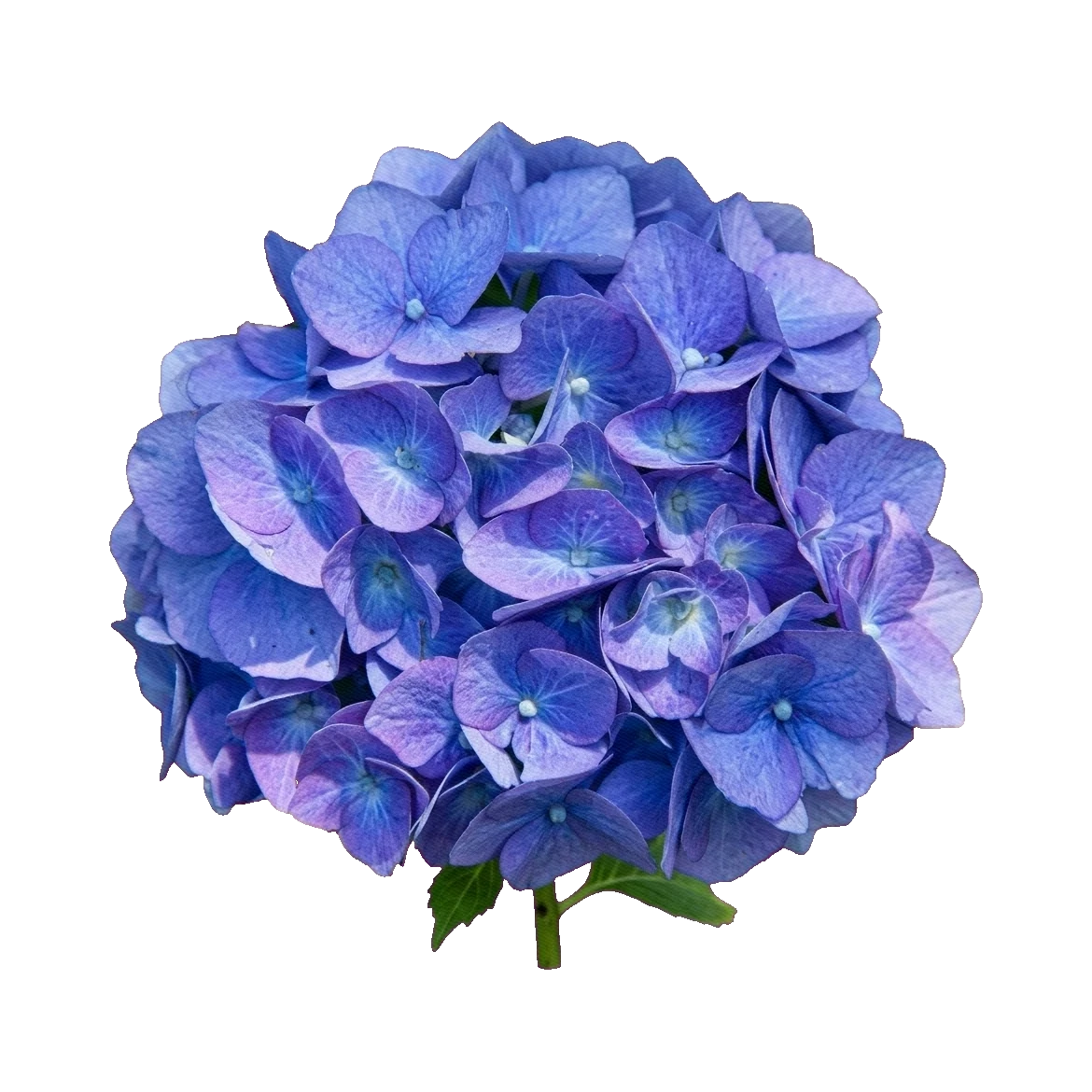 Hydrangea blue
