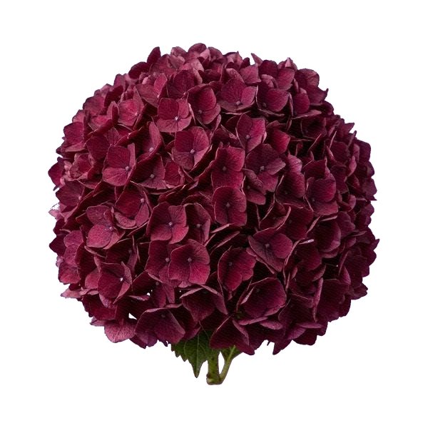 Hydrangea Burgundy