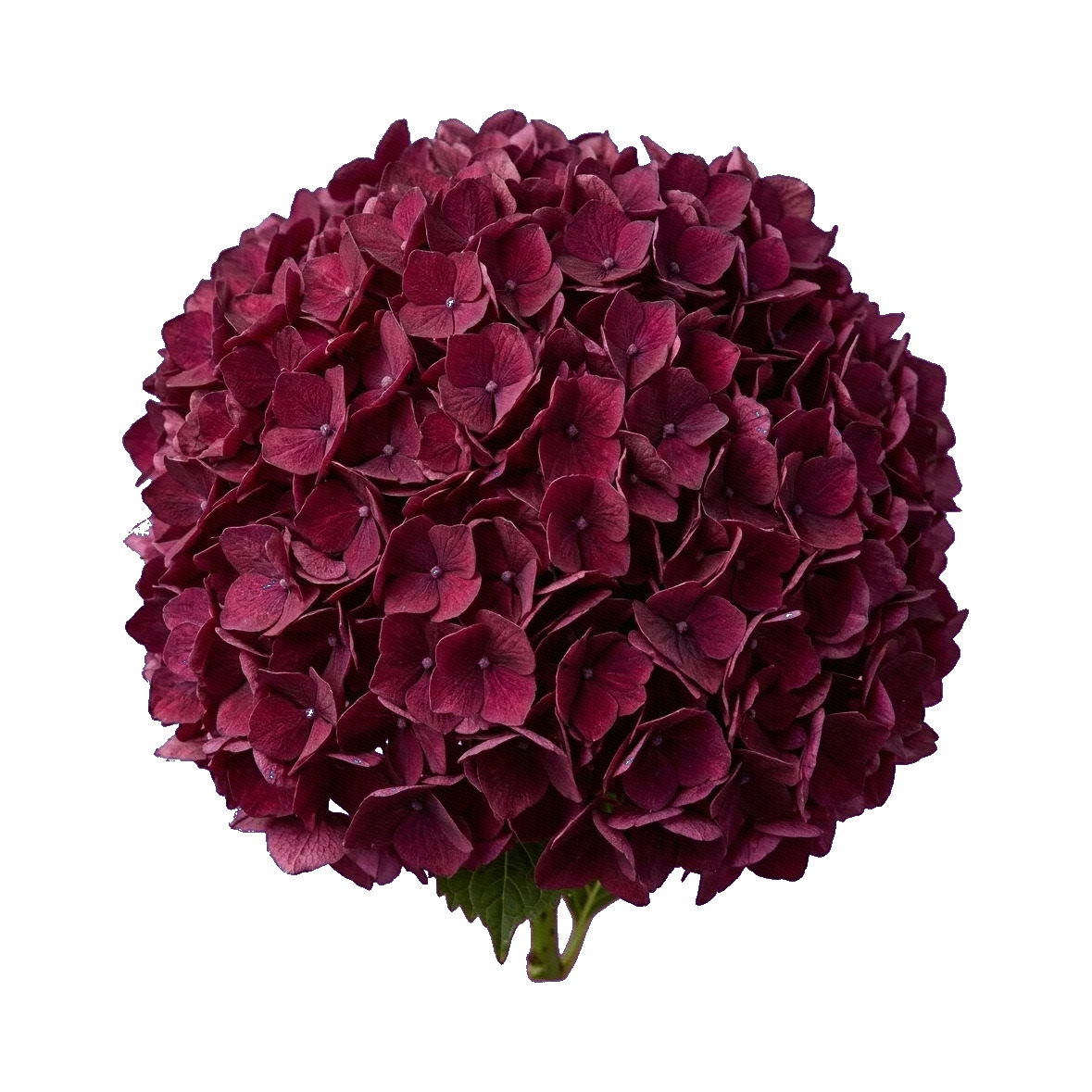 Hydrangea Burgundy