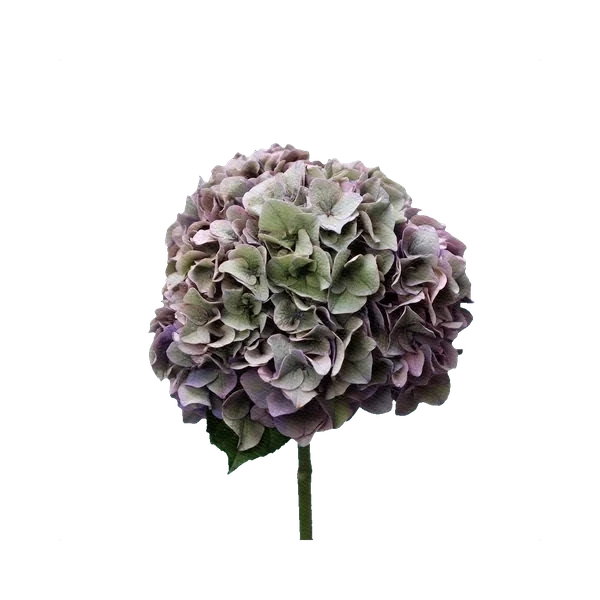 Hydrangea Copper Lavender