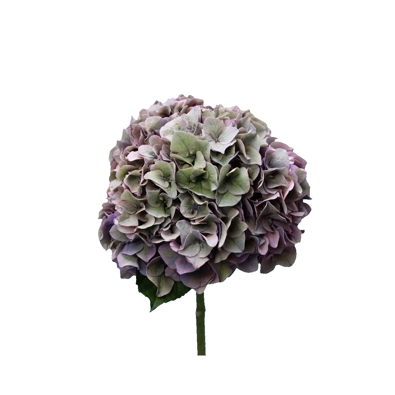Hydrangea Copper Lavender