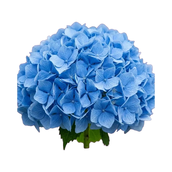 Hydrangea Elbtal