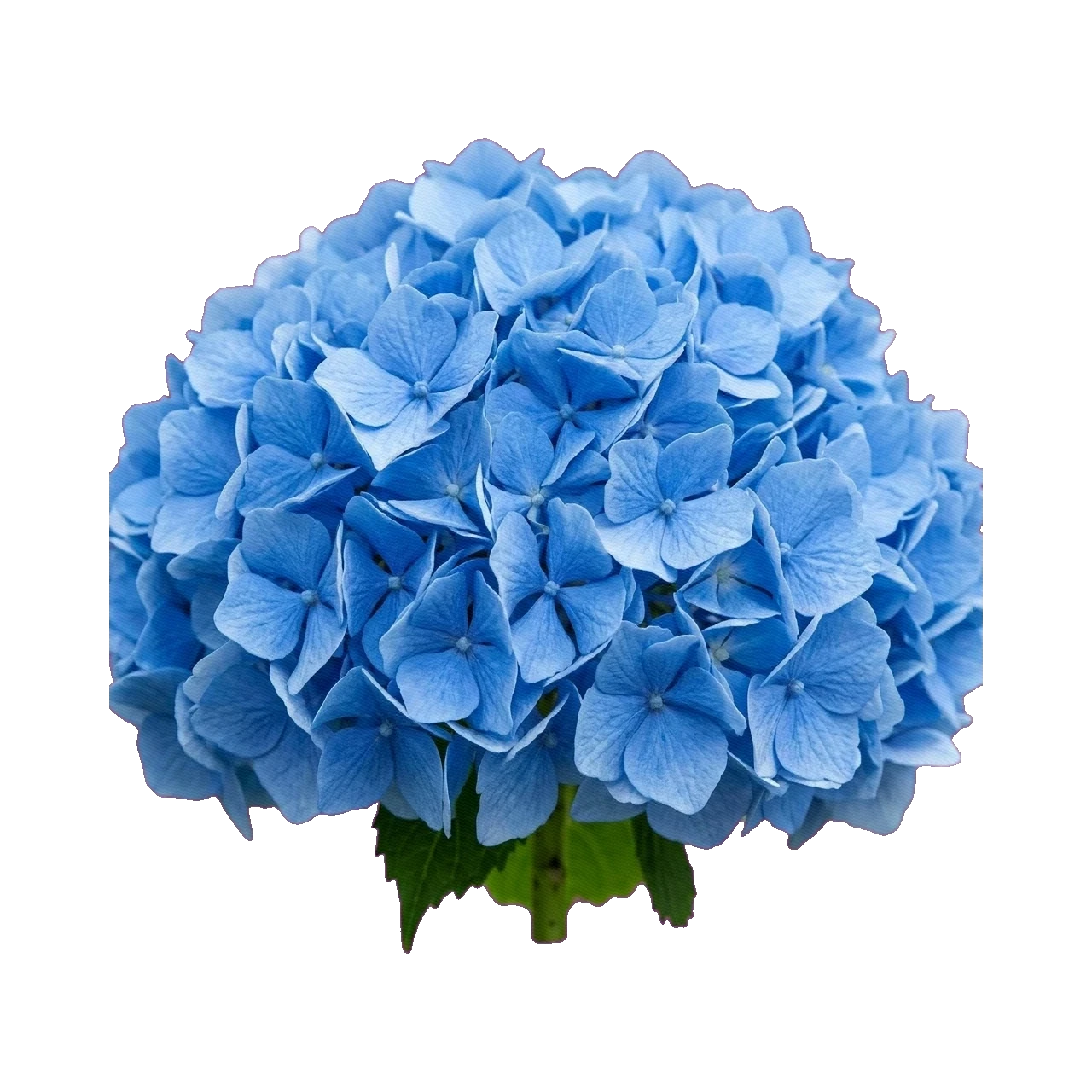 Hydrangea Elbtal