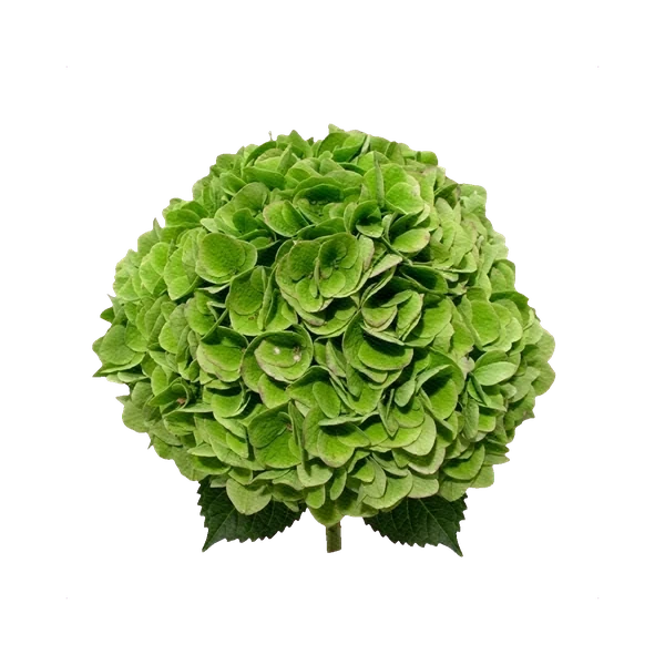 Hydrangea Emerald Classic Green