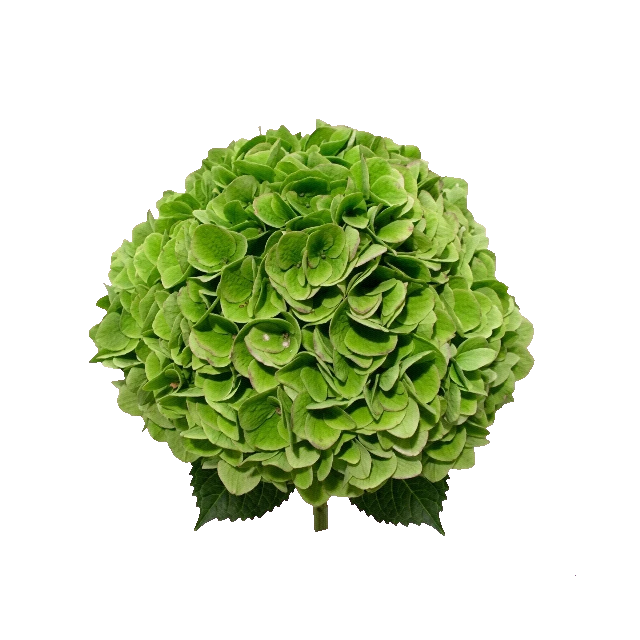 Hydrangea Emerald Classic Green