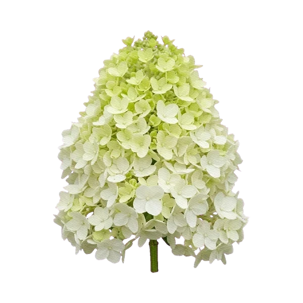 Hydrangea Limelight