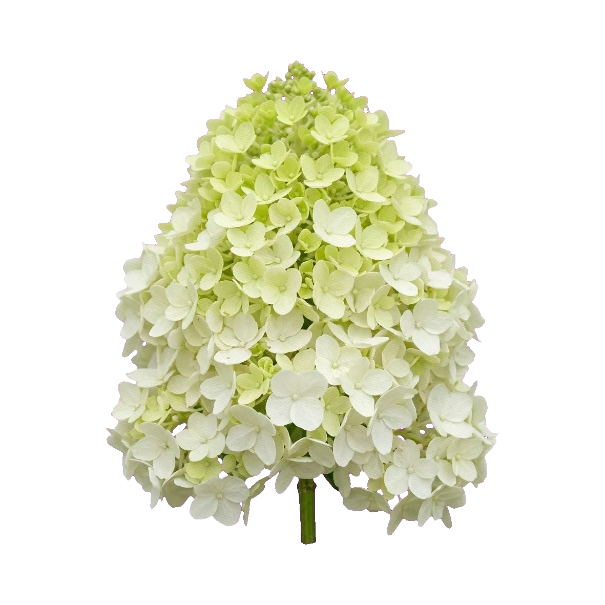 Hydrangea Limelight