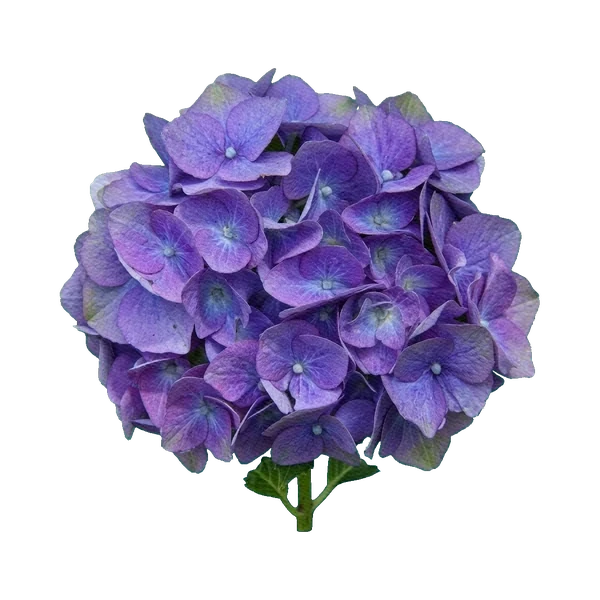 Hydrangea Magical Amethyst