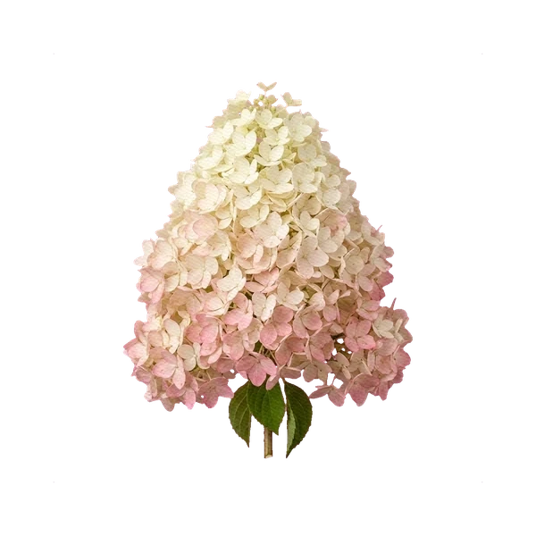 Hydrangea Magical Candle