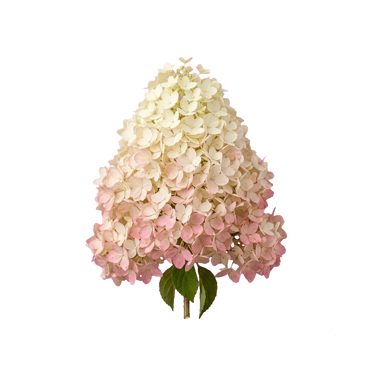 Hydrangea Magical Candle