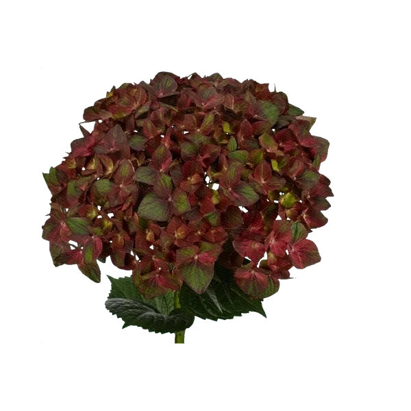 Hydrangea Magical Chocolate