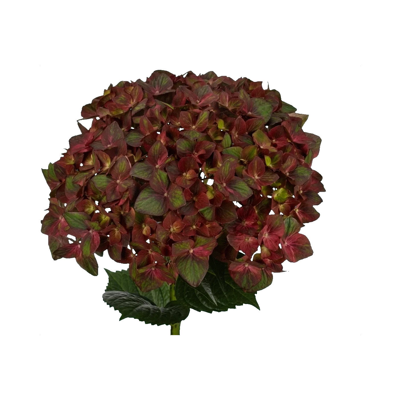 Hydrangea Magical Chocolate