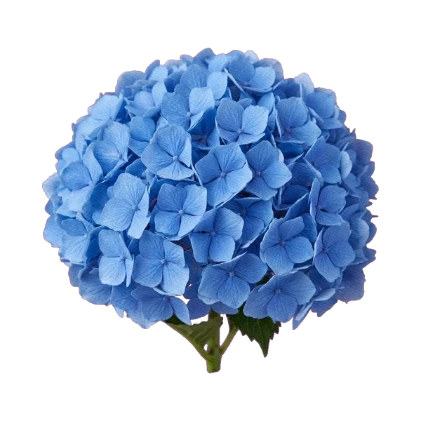 Hydrangea Magical Classic Blue