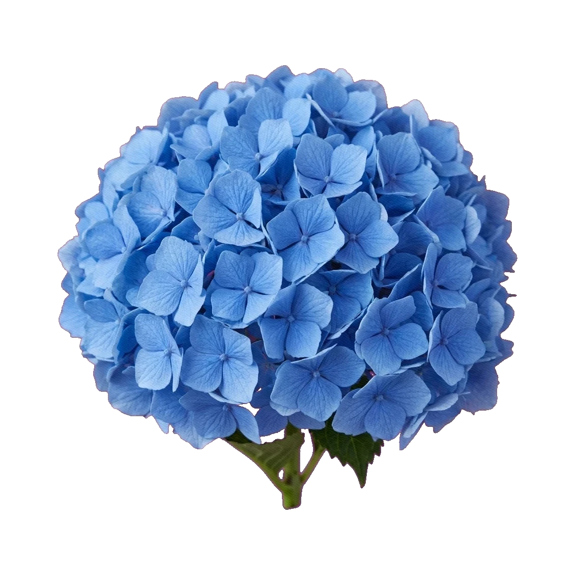 Hydrangea Magical Classic Blue