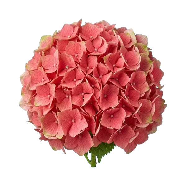 Hydrangea Magical Coral