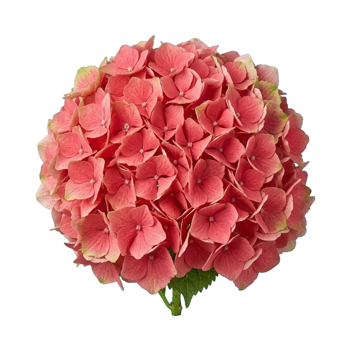 Hydrangea Magical Coral