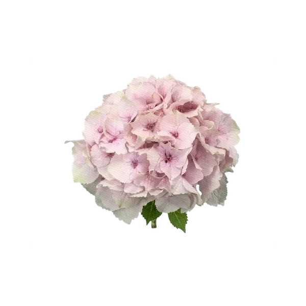 Hydrangea Magical Emerald