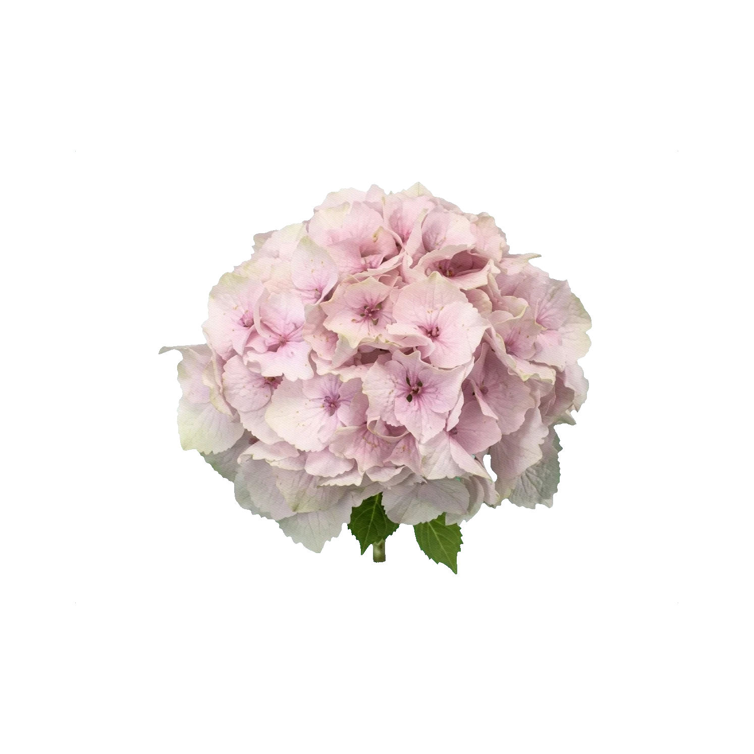 Hydrangea Magical Emerald