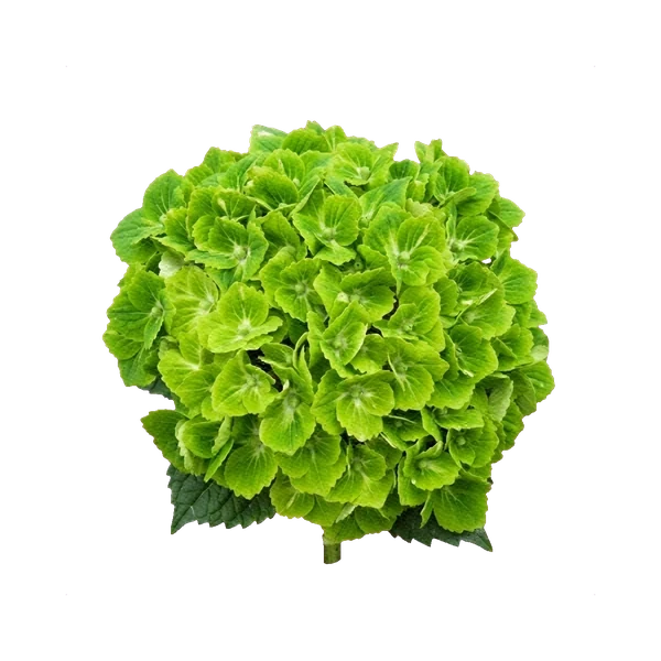 Hydrangea Magical Green Cloud
