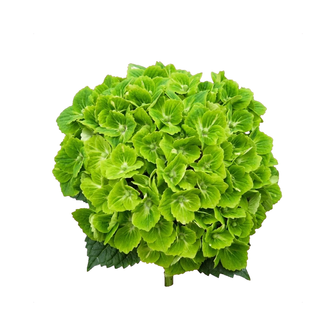 Hydrangea Magical Green Cloud