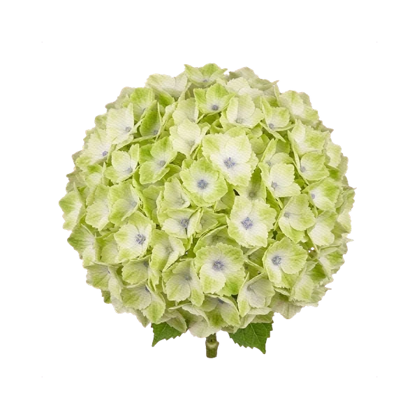 Hydrangea Magical Noblesse