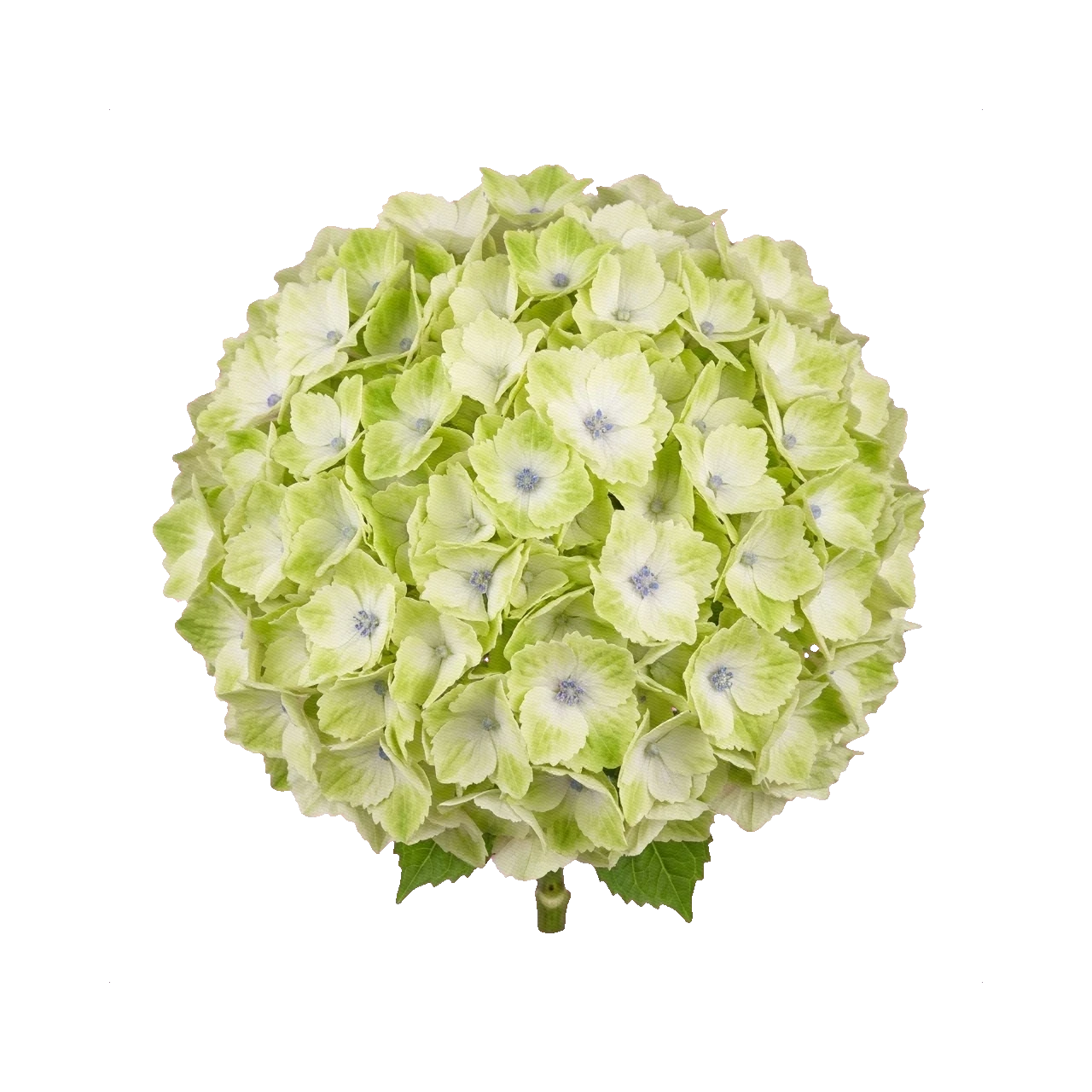 Hydrangea Magical Noblesse