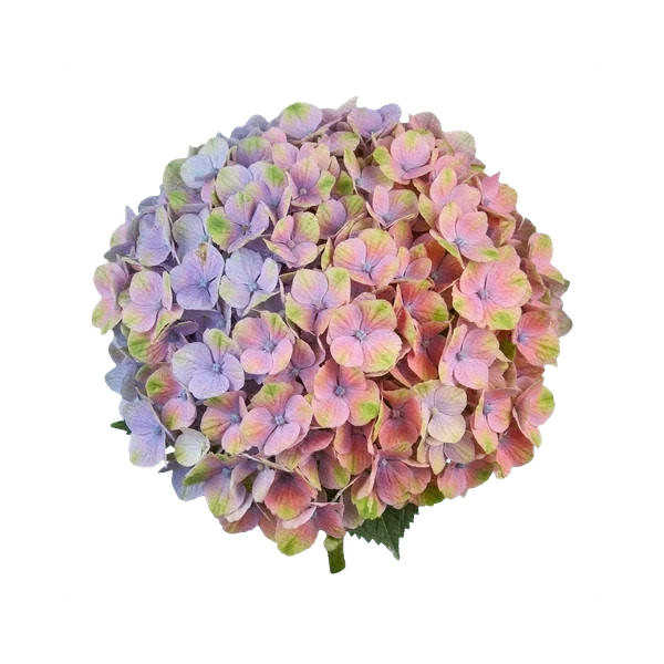 Hydrangea Magical Opal