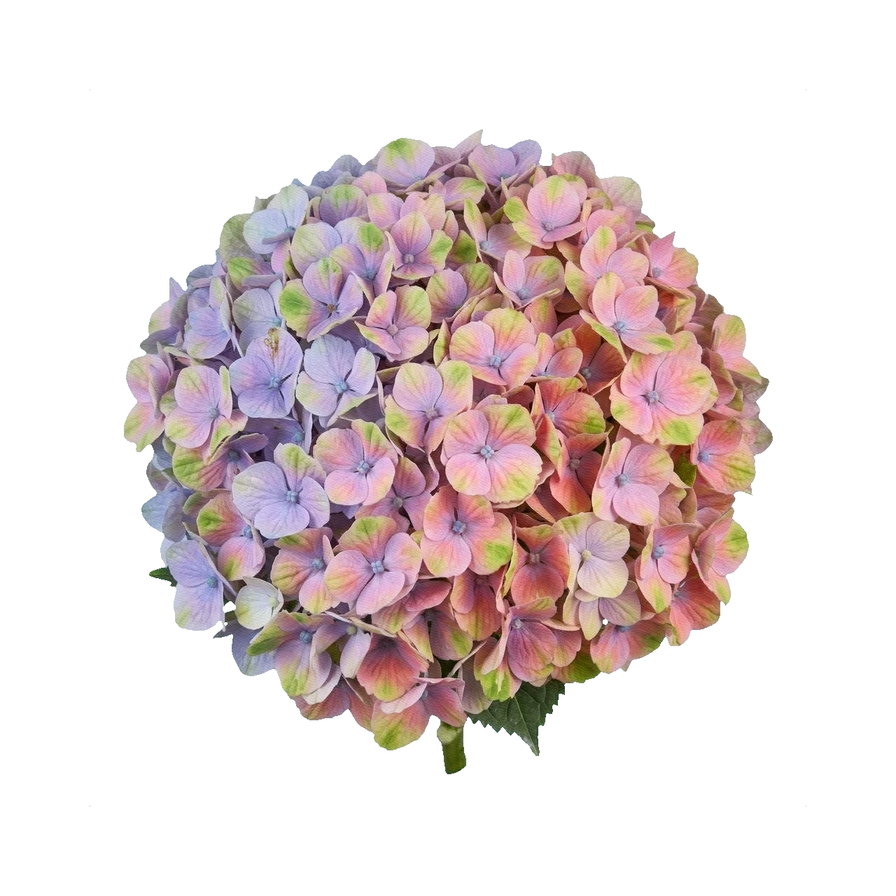 Hydrangea Magical Opal