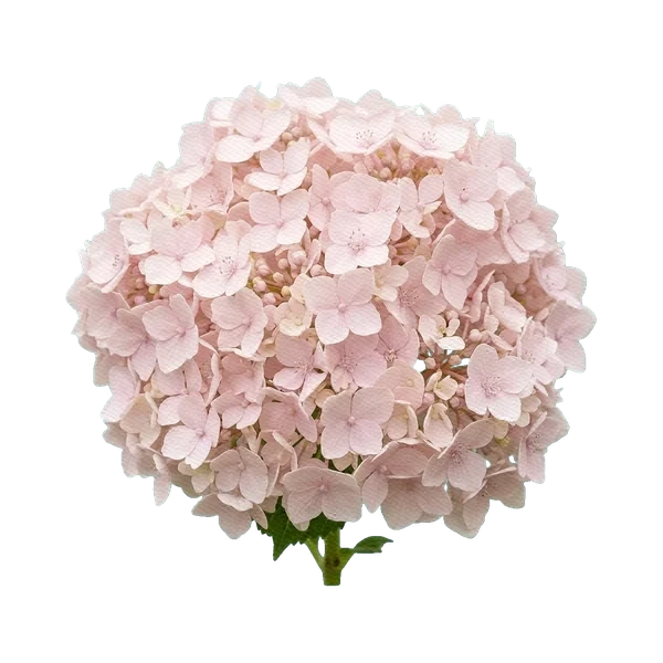 Hydrangea Magical Pink Blush