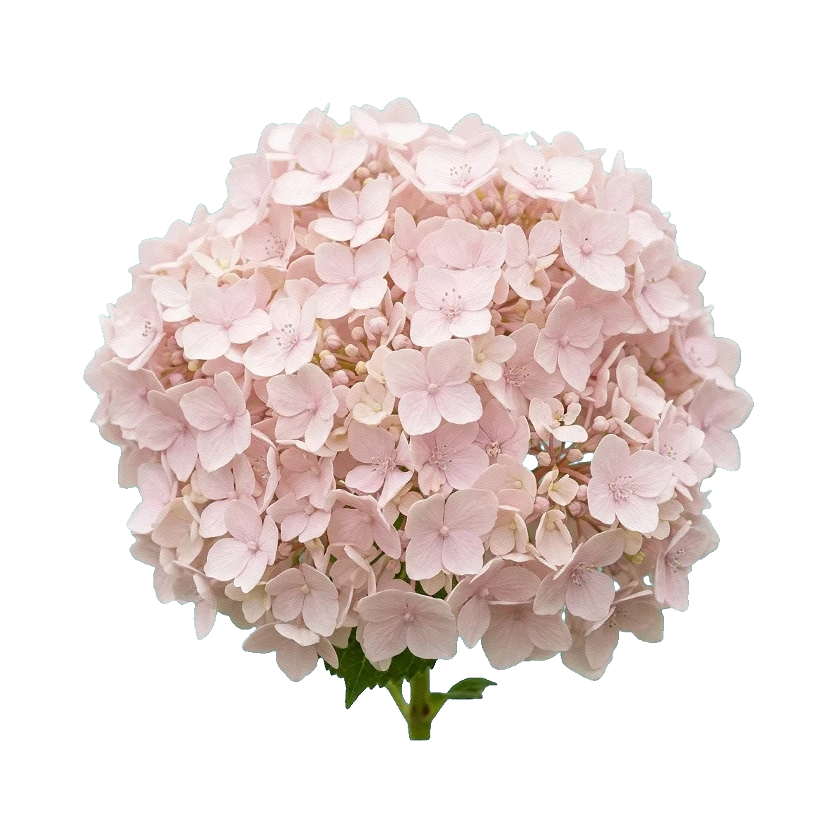 Hydrangea Magical Pink Blush