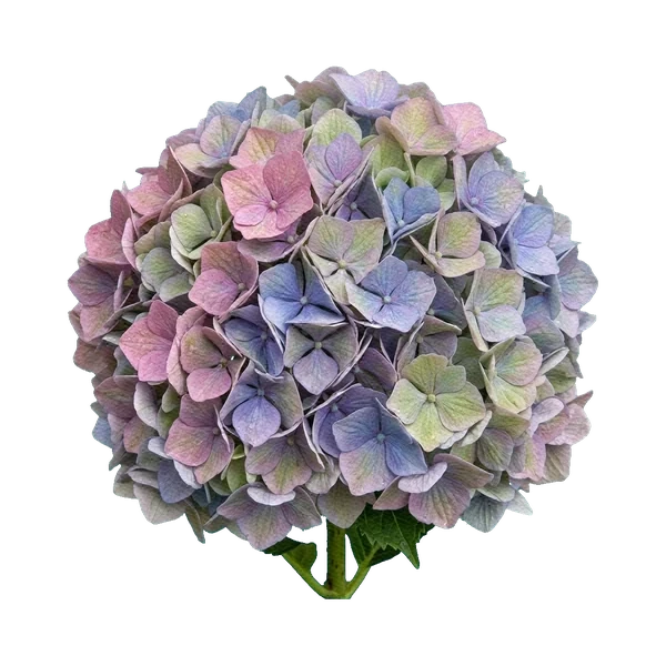 Hydrangea Magical Revolution