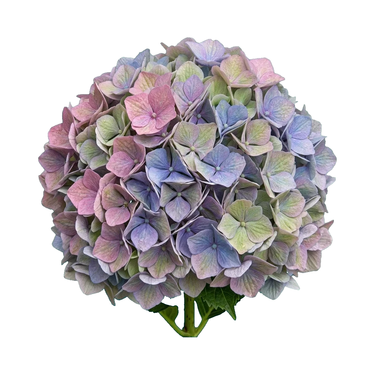 Hydrangea Magical Revolution