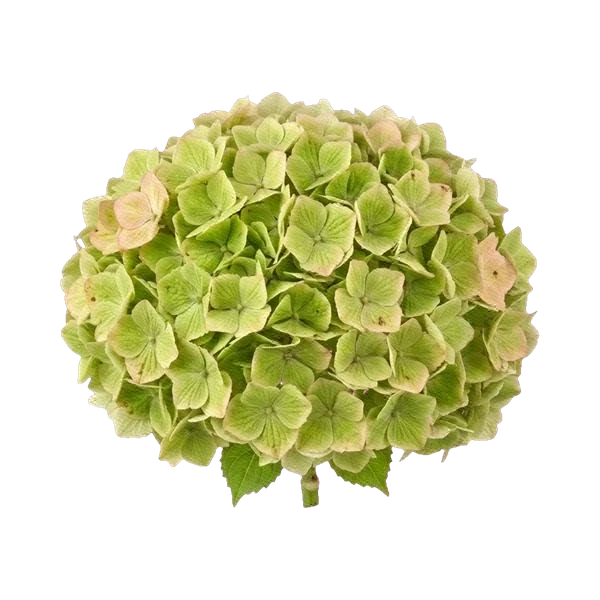 Hydrangea Magical Rhapsody