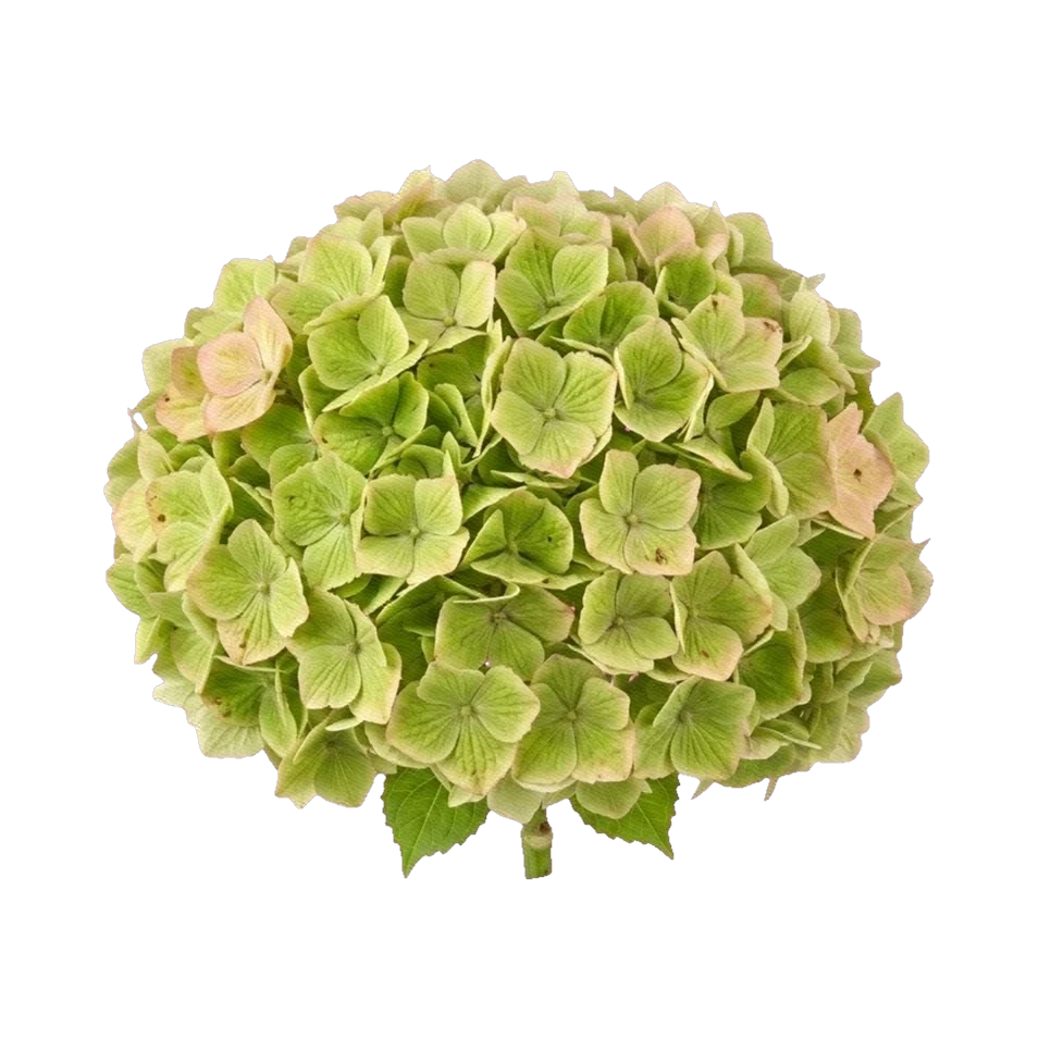 Hydrangea Magical Rhapsody