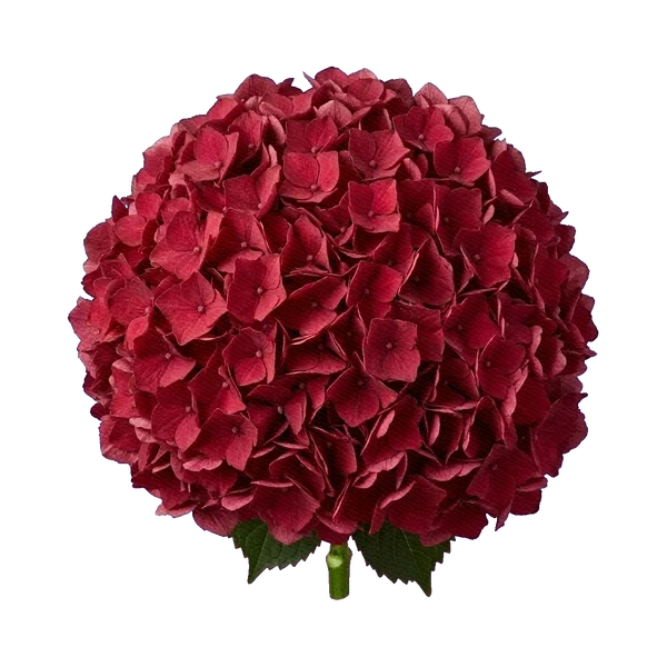 Hydrangea Magical Ruby Red