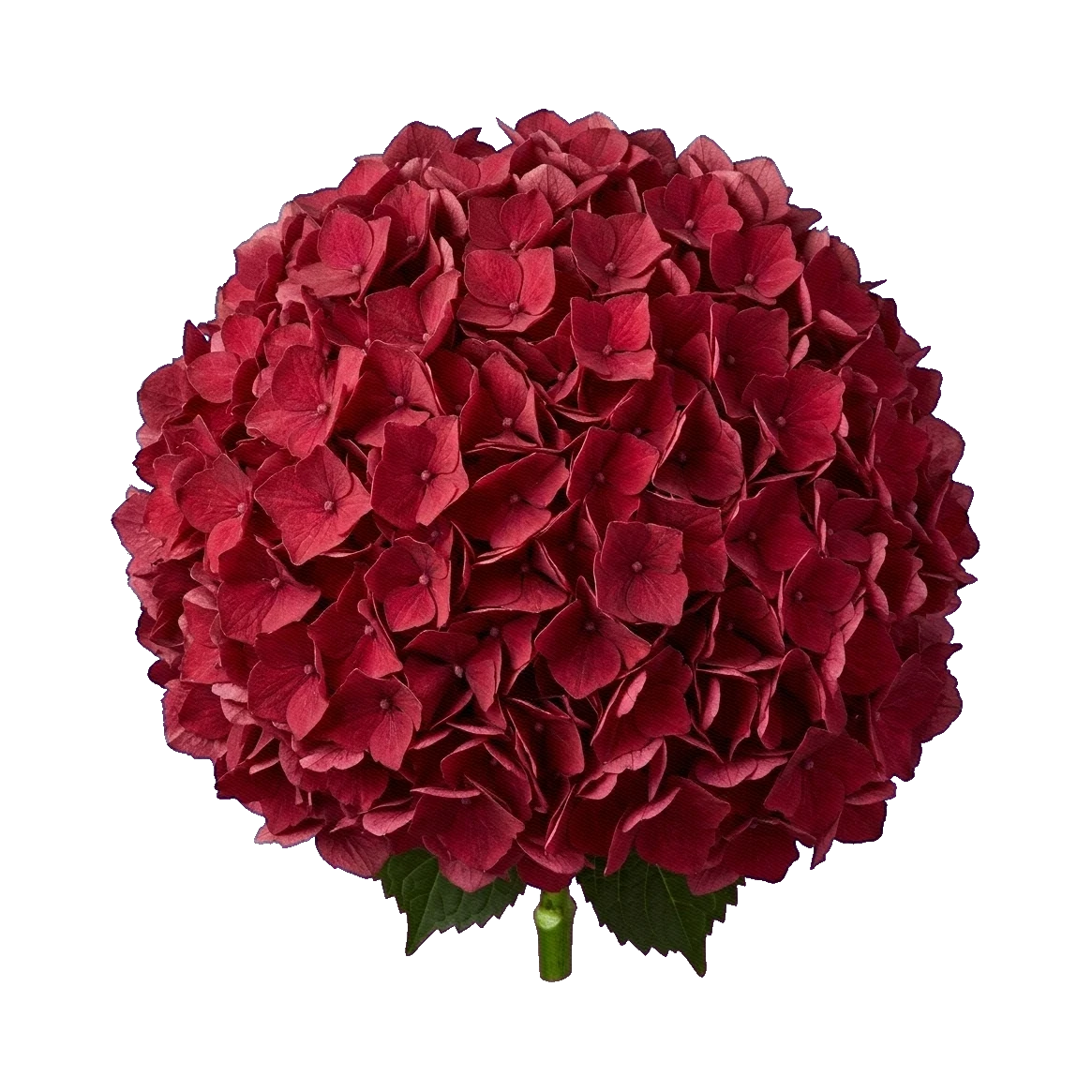 Hydrangea Magical Ruby Red