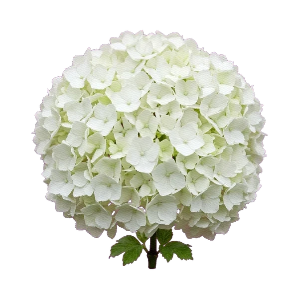 Hydrangea Magical White