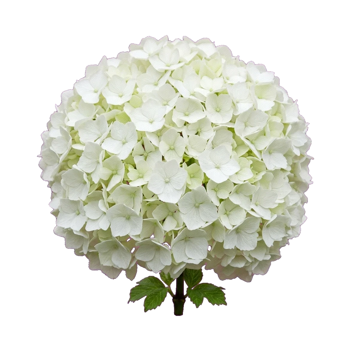 Hydrangea Magical White