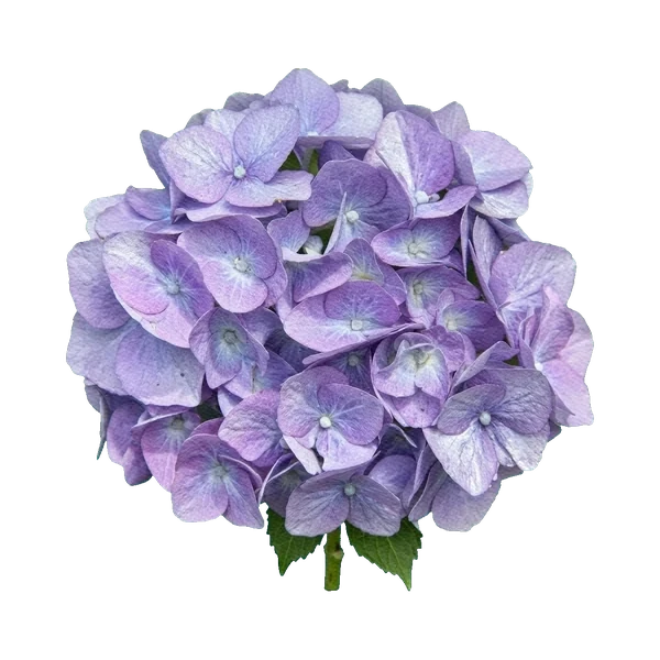 Hydrangea Metal Lavender
