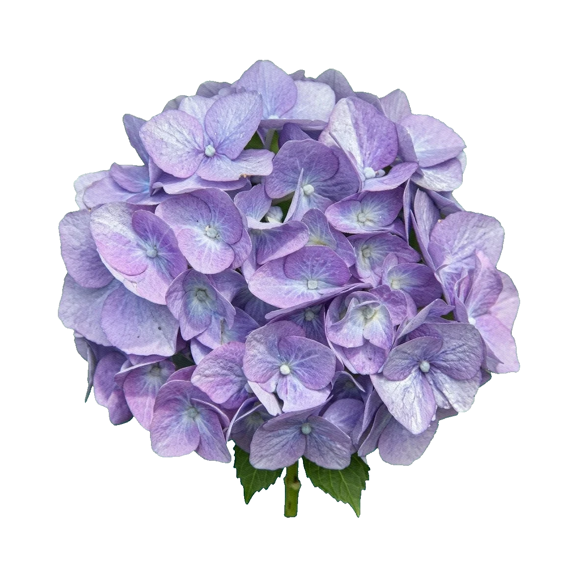 Hydrangea Metal Lavender