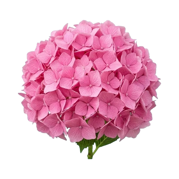 Hydrangea Pink