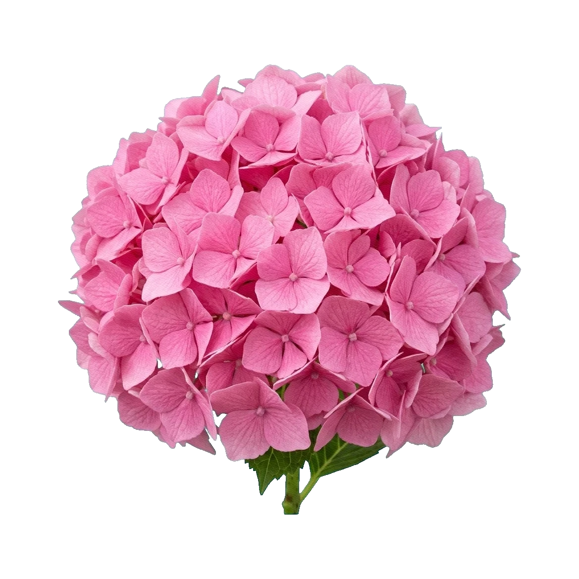 Hydrangea Pink